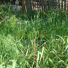 46,2 сотки, участок - изображение 5