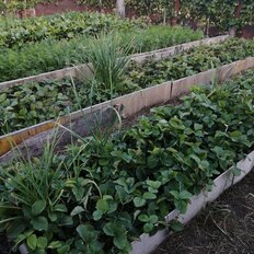 4 сотки, участок - изображение 5