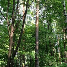 15 соток, участок - изображение 3