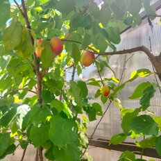 Квартира 60 м², 2-комнатная - изображение 4