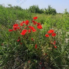 26 соток, участок - изображение 1