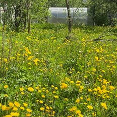 8 соток, участок - изображение 1