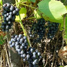 5 соток, участок - изображение 1