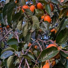 5 соток, участок - изображение 4