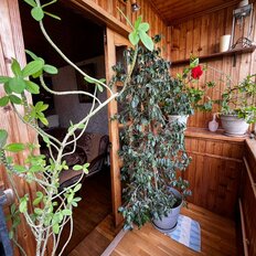 Квартира 82,1 м², 3-комнатная - изображение 5