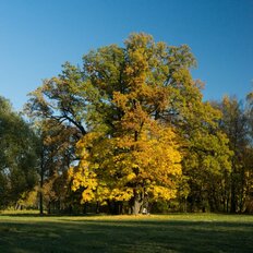 12 соток, участок - изображение 4