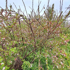 дом + 6 соток, участок - изображение 5