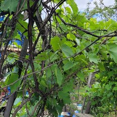 дом + 85 га, участок - изображение 4