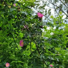 6 соток, участок - изображение 2