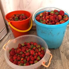 5 соток, участок - изображение 3