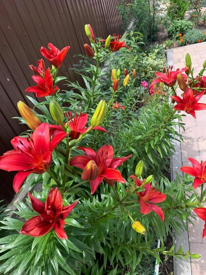 95,7 м² дом, 47 соток участок 1 450 000 ₽ - изображение 55