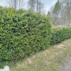 дом + 12 соток, участок - изображение 5