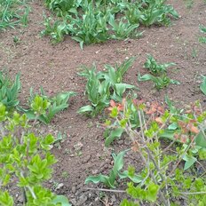 7 соток, участок - изображение 1