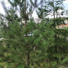 8 соток, участок - изображение 1