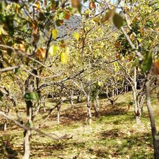 55 соток, участок - изображение 3