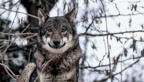 Купить квартиру с большой кухней и с парковкой в Пуровском районе - изображение 24