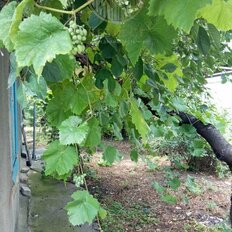 дом + 5 соток, участок - изображение 5