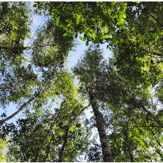 8 соток, участок - изображение 1