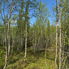 1 га, участок - изображение 5