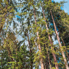 5,3 сотки, участок - изображение 4