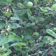 дом + 10 соток, участок - изображение 5