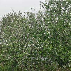 5 соток, участок - изображение 4