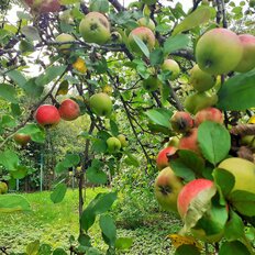 6 соток, участок - изображение 4