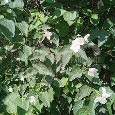 дом + 5,9 сотки, участок - изображение 3