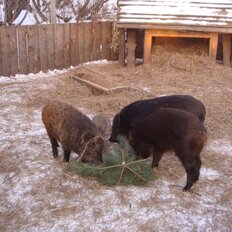 дом + 1,7 га, участок - изображение 5