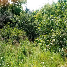 7,7 сотки, участок - изображение 1