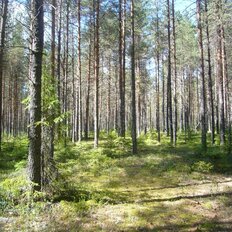 9,9 га, участок - изображение 1