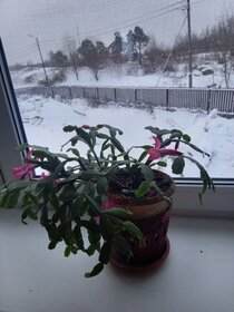 Дом, территория Мартышкино
