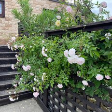 дом + 10 соток, участок - изображение 3