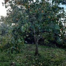 5,6 сотки, участок - изображение 2