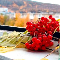 Квартира 31 м², 1-комнатная - изображение 5