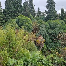 Квартира 30,3 м², 1-комнатная - изображение 1