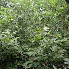 10 соток, участок - изображение 3