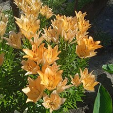 дом + 4 сотки, участок - изображение 5