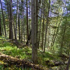 15 соток, участок - изображение 1