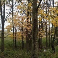 14 соток, участок - изображение 4