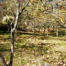 55 соток, участок - изображение 1