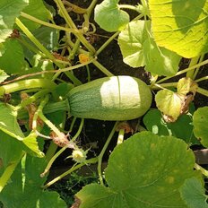 8,7 сотки, участок - изображение 1