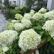 Квартира 193,3 м², 6-комнатная - изображение 4