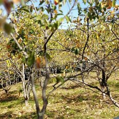 55 соток, участок - изображение 4