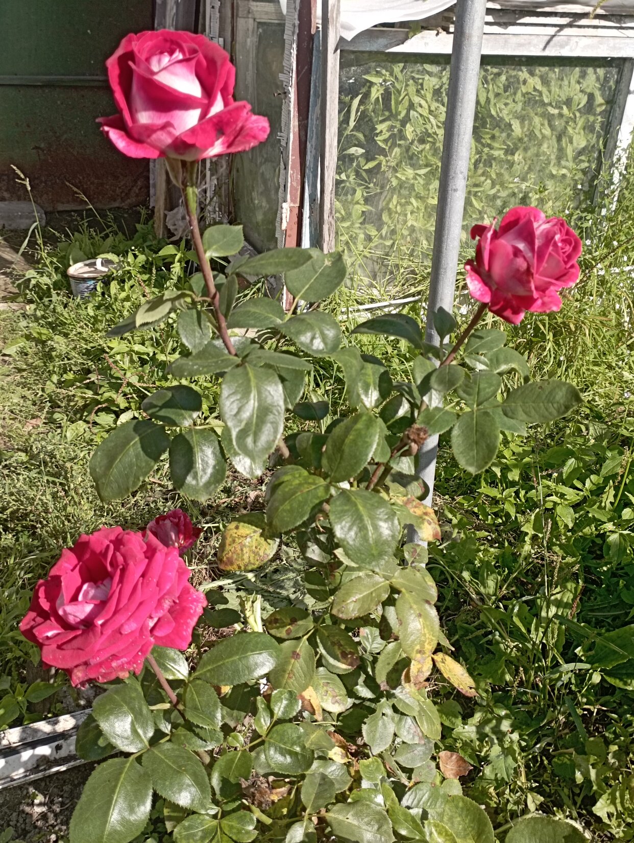 Дом 32 м² в СНТ Транспортный строитель — фото 5