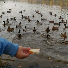 Квартира 42 м², 1-комнатная - изображение 3