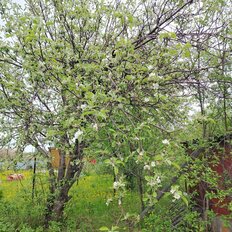 5,5 сотки, участок - изображение 3