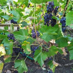 дом + 5 соток, участок - изображение 1