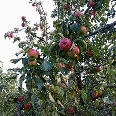 дом + 13 соток, участок - изображение 5