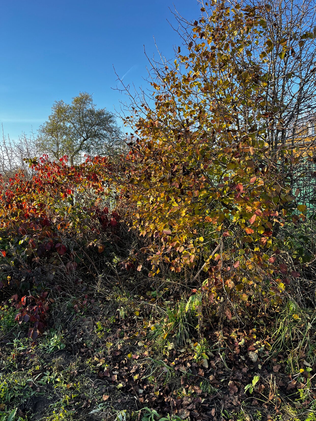 Дом 10 м² в СДТ Ручеёк — фото 14 из 20